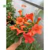 Mudas de Flor de Lingxiao, Mudas Grandes, Trepadeiras em Vaso, Plantas Resistentes ao Frio, Florais Trepadores para Pátio, Varanda, Telhado, Mudas de Flor de Glicínia, Lingxiao