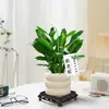 Bambu da Sorte, Bambu Lótus, Plantas em Vasos para o Escritório, Plantas que Simbolizam Avanço na Carreira, Bambu Micro-Paisagem, Plantas Verdes de Mesa, Bonsai Fácil de Cuidar