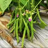 Sementes de Vegetais no Atacado, Sementes de Vagem Sem Fibra para Plantio de Inverno na Varanda, Vagens de Maturação Precoce para Vasos no Jardim