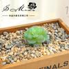 Suculenta Criativa DIY Suprimentos Acessórios Bonsai Núcleo Redondo Lótus Fornecimento Direto da Fábrica Decoração de Flores Falsas Drop Shipping