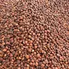 Semillas Auténticas de Azufaifo Ácido, Semillas de Azufaifo Ácido de Yunnan, Semillas de Azufaifo Ácido de Hebei al por Mayor