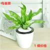 Planta helecho en maceta espora planta verde adianto helecho adianto interior oficina helecho cola de lobo nido de pájaro hidropónico flor