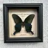 Moldura de Foto com Espécime de Borboleta Real Madeira Elegante Pintura Decorativa Móveis para Casa Moldura de Foto Retro Europeia Mesa Presente de Aniversário