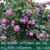 Dropshipping Plántulas de Semillas de Flor Rosa Vid Flores Extragrandes Plantas de Jardín Fragantes Flores de Interior Rosas en Maceta Rosas Trepadoras