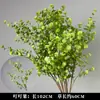 Plantas Verdes, Hierba de Junco, Hierba Bigote de Dragón, Fondo de Boda, Paisajismo de Ventana Floral, Flores Decorativas para Boda en Bosque Blanco y Verde