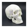 Modelo de Cráneo para Adultos Grande y Pequeño 1:1 Escultura de Arte para Enseñanza Oral de Calavera Boceto Desmontable y Móvil