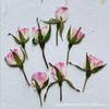 Rosa prensada lateralmente, flor seca, relevo, espécime de planta natural, gotas de gel, maquiagem de unha artesanal, material de unha, pintura em relevo