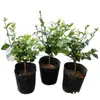 Planta en Maceta de Jazmín de Punta de Pluma Fuertemente Fragante para Interior, Balcón y Sala de Estar, Jazmín de Punta de Pluma de Flor Simple, Tallo Único, Planta Verde