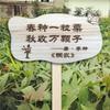 Placa de Madeira DIY em Branco para Horta, Placa de Chão para Planta de Jardim, Flor, Área de Plantio de Jardim de Infância