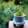 Bonsái de nieve de junio tigen de borde dorado acantilado miniatura floración árbol pequeño en maceta modelado de pila escritorio de oficina interior