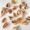 Fruta de planta importada pera cáscara de meteorito espécimen materiales para manualidades DIY al por mayor y dropshipping