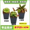 Las plantas carnívoras en maceta son plantas verdes perennes que atrapan y comen insectos, repelen mosquitos y son fáciles de mantener en balcones y en interiores.. Son flores resistentes al calor