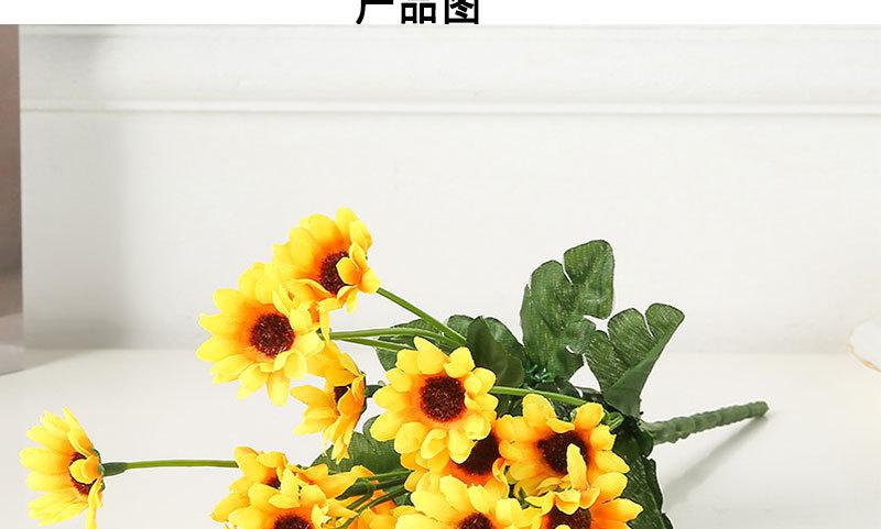 二十四头太阳花_06