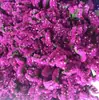 Vendedor Ambulante Vendiendo Flores por Peso: Nomeolvides, Gipsófila, Hierba del Amor, Flores Reales de Cristal, Flores Secas al por Mayor
