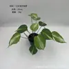 Caladio Hoja de Planta Transfronteriza Nueva Mini Ángel Pequeño Pared Verde Paisajismo Material de Hoja Decorativa Pantalla de Restaurante Plantas Verdes