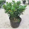 Planta de maceta de plántula de flor de Milán con flores flores de interior plantas verdes balcón patio floración de cuatro estaciones fragancia fuerte planta repelente de mosquitos