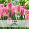 Tulipas variedades holandesas bulbos sementes hidropônicas flores plantas em vaso terra para tulipas cultivo interno em estoque atacado