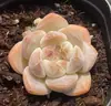 Base de planta suculenta autoproducida y autovendida al por mayor suculentas pequeñas combinación de flores plantas en maceta plantas carnosas Lithops Haworthia