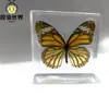 Ornamento de Inseto Borboleta para Meninas, Presente de Feriado, Decoração de Resina, Espécime Real de Borboleta para Ensino e Exibição