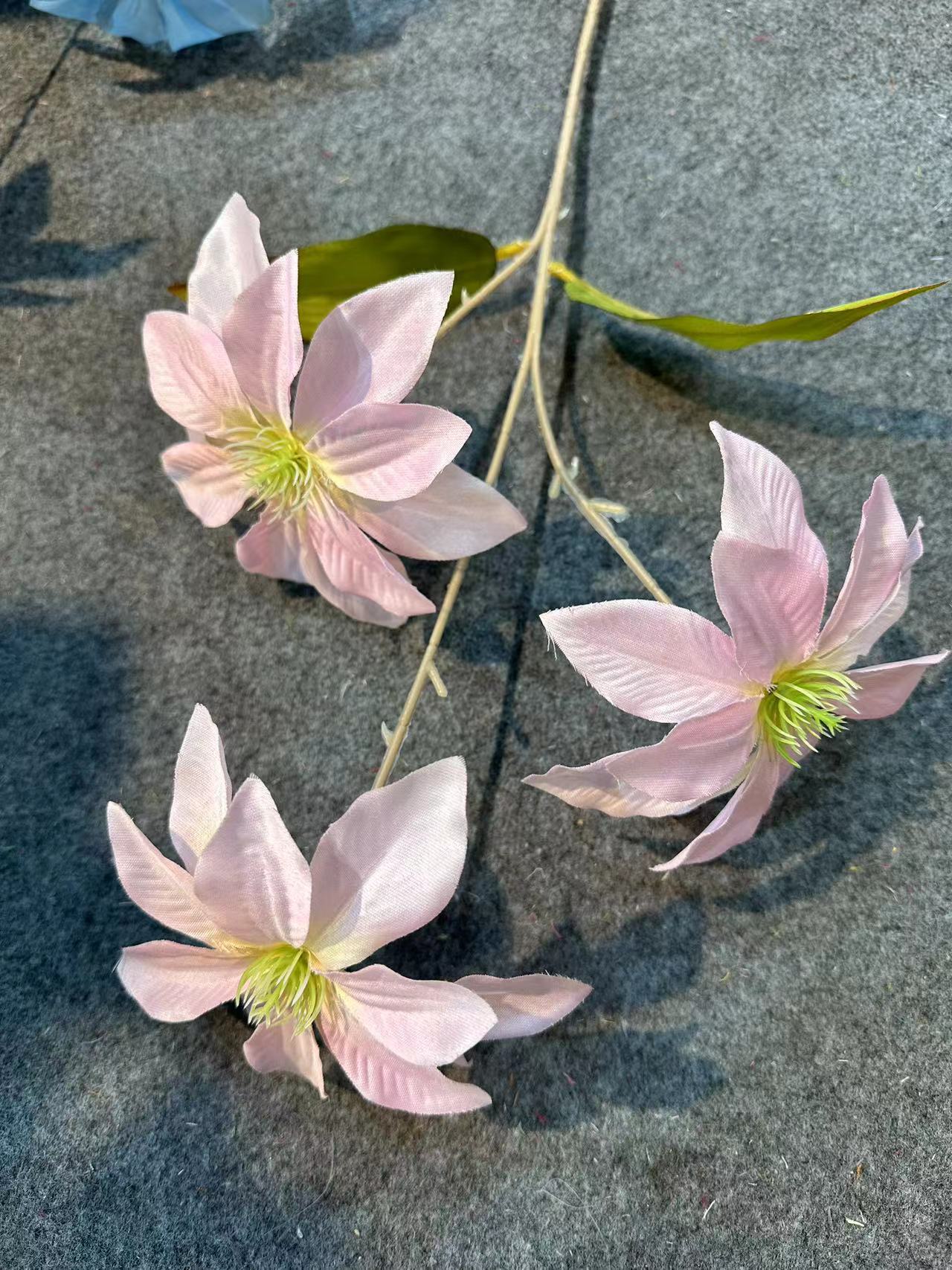 钻石莲浅粉
