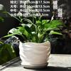Vaso de Flores Simples Cerâmica Oferta Especial Liquidação Tamanho Grande Médio com Prato Distintivo Casa Verde Dendrocalamus Clorofila Carnudo Pequeno Vaso de Flores