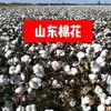 Semillas de algodón a granel, cultivadas en granja, sin procesar, aptas para bodas, con cáscara, de cinco pétalos, para uso personal