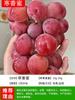 Mudas de Uva para Dropshipping de Peça Única, Uvas Rosa Sol, Uvas Safira, Mudas em Copo Pequeno com Terra Vasos para o Norte e Sul