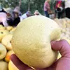 Peras Frescas da Estação 5kg Peras Autênticas de Dangshan, Anhui Peras Crocantes de Dangshan Caixa Inteira Frutas Pera Xuexiang Colhidas Frescamente na Sua Porta
