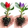 Planta de rosa del desierto auténtica de pétalos dobles en maceta, fácil de cuidar en interiores o en un balcón, florece todo el año, repele mosquitos y es resistente a la sequía.