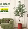 Planta de olivo en maceta para sala de estar interior, esquejes reales, planta grande en maceta, fácil de cuidar, adecuada para inauguración de casa y mudanza