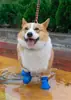 Cachorrinhos Cores Doces Antiderrapantes Impermeáveis Borracha Sapatos de Chuva Botas Capa para Patas (Roxo,Médio)
