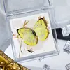 Foto de Espécime de Borboleta Real Porta-Retrato Caixa Transparente Ornamentos Estéreo Presente Ensino de Jardim de Infância Criativo Artesanal Adereços para Fotos