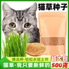 Venta Directa de Fábrica Semillas de Hierba para Gatos, Cultivo Hidropónico de Hierba para Gatos, Hierba para Gatos, Bolas para Eliminación de Pelo para Gatos, Nutrición para Gatos Perezosos