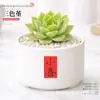 Plantas Suculentas de Interior, Cactos Pequenos em Vasos, Flores, Plantas Verdes, Escritório, Jardim de Infância, Mesa, Suculentas Tipo Cacto