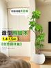 Planta Verde Grande para Sala de Estar con Forma de Pata de Pato, Planta en Maceta de Interior de Fácil Mantenimiento, Planta Verde Perenne de Pie para Oficina para Todas las Estaciones
