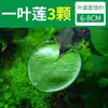 Paisajismo para Tanque de Tortugas, Plantas Verdes para Tanque de Tortugas, Plantas Acuáticas, Lechuga de Agua en Cultivo de Agua, Especial para Eliminar el Amarilleamiento, Desodorizar y Purificar el Agua para el Cuidado de Tortugas