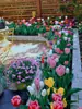 Tulipa 5 Graus Bulbo Perene Bulbo Grande Resistente ao Inverno Cultivo em Solo Planta Flor Hidropônica para Plantio em Jardim Externo