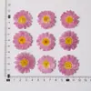 Margaret Daisy Estampado Especimen Flor Seca Flor Desconcertada Pegatina Hecha a Mano Bolsa de Material al por Mayor Flor Flores