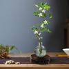 Planta Hidropónica Flor de Murraya Planta Verde en Maceta Interior Jazmín de Murraya Fácil de Cuidar Todas las Estaciones Escritorio Planta Verde de Bajo Mantenimiento