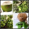 Especializados en la Producción de Suministro Spot Extracto de Coco Polvo de Coco Polvo de Fruta de Coco Fábrica Mayorista