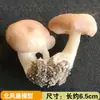 Modelo de Hongo Hongo Silvestre de Yunnan Espécimen Falso Adorno Decoración Escena Montaje Accesorios para Disparar Matsutake