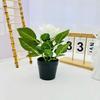 Nueva Rosa Rizada Negra Individual Maceta Internacional Bonsái Miniatura de Escritorio Planta Verde Jardín Nórdico Flor Artificial