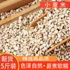 Sementes de coix pequenas autênticas, safra nova 2025, sementes de coix reais desumidificantes de grãos múltiplos, feijão azuki vermelho, sementes de coix de Xingren, Guizhou