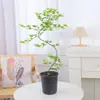 Plantas de interior de escritorio Liuchuanfeng para salas de té, plantas verdes de inspiración zen, bonsáis de nuevo estilo chino, plantas en maceta decorativas para vestíbulos y oficinas