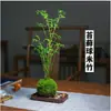 Planta bola de musgo, bambu de arroz, bambu guanyin vermelho, bambu dourado, bonsai hidropônico, planta ornamental de bambu de mesa para interior para a sala de estar