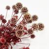 Fábrica de Flores Secas de Frutas de Moinho de Vento Fornece Diretamente Yunnan Frutas de Pinheiro MengMeng Frutas de Moinho de Vento Atacado Flor Preservada Diy Material de Flor
