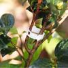 Rama Xiao calabaza transparente círculo accesorios de jardinería tallo de planta fijo lufa pepino fábrica venta directa
