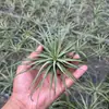 Venda Direta da Fábrica Orquídea do Ar Planta Aérea Planta Sem Solo Vermelho Amarelo Verde Elfo Barba de Velho Medusa Atacado