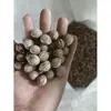 Material de talla de hueso de durazno templo cinabrio nuez de durazno nuez semillas sueltas para jugar almohada cervical bolsa para palmear materia prima joyería pulsera