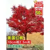 Vivero de arces rojos japoneses para dropshipping, árbol enano rojo de cuatro estaciones, árbol paisajístico Princesa Danza Roja, resistente al frío para exteriores para villas